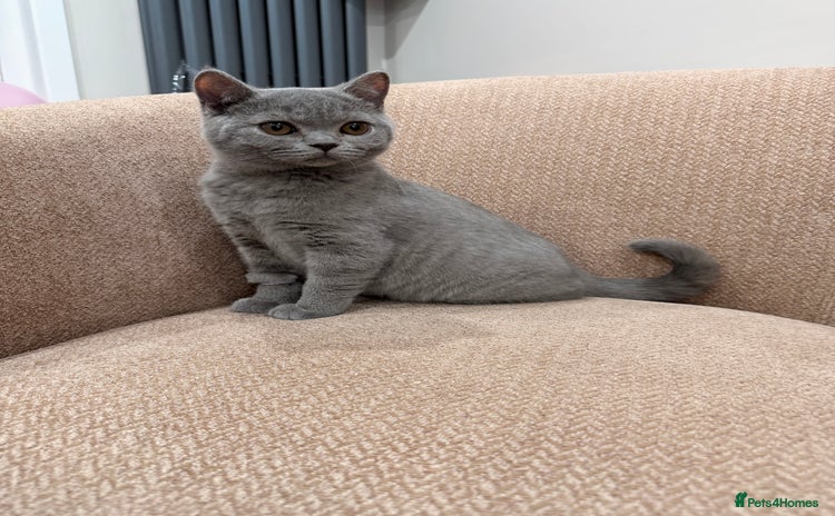 British Shorthair cats - Advert 12