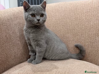 British Shorthair cats - Advert 20