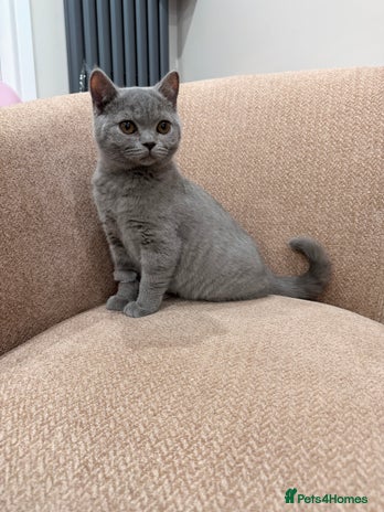 British Shorthair cats - Advert 12