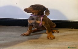 Dobermann dogs for sale: Beautiful Dobermann puppies - Image 5