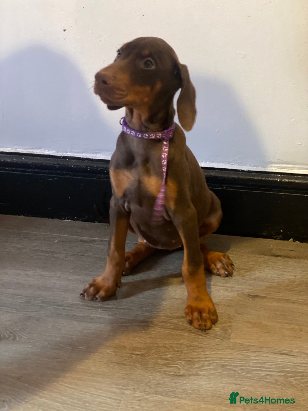 Dobermann dogs for sale: Beautiful Dobermann puppies - Image 5