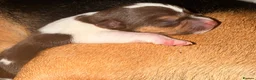 Jack Chi dogs for sale: Beautiful puppy’s  - Advert 6
