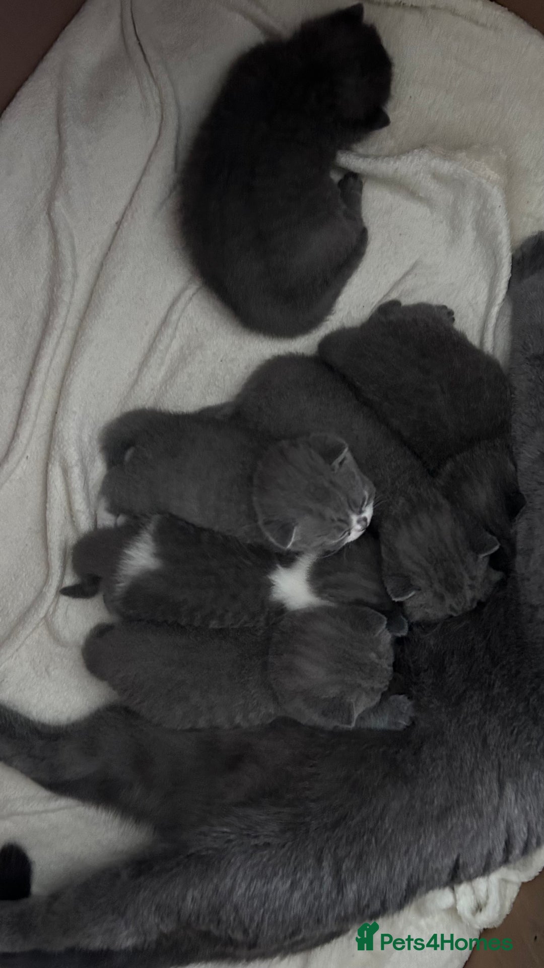 British Shorthair cats for sale: 🧸✨6 Chunky British Shorthair Kittens For Sale✨🧸 - Advert 12