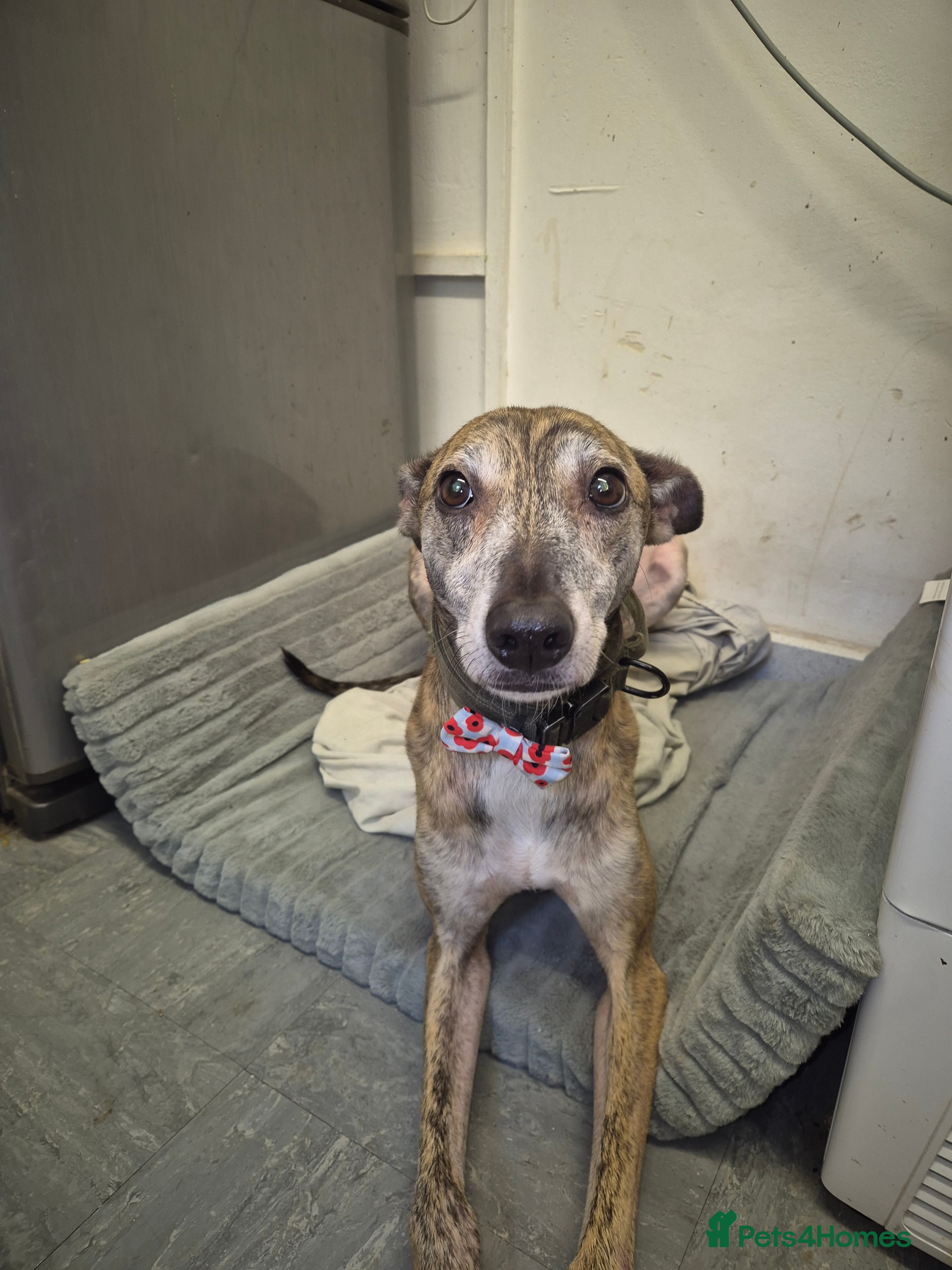 Mixed Breed dogs Teddy - Advert 12