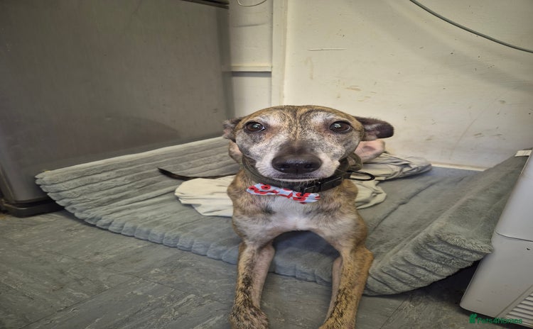 Mixed Breed dogs Teddy - Advert 2