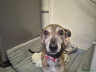 Mixed Breed dogs Teddy - Advert 4