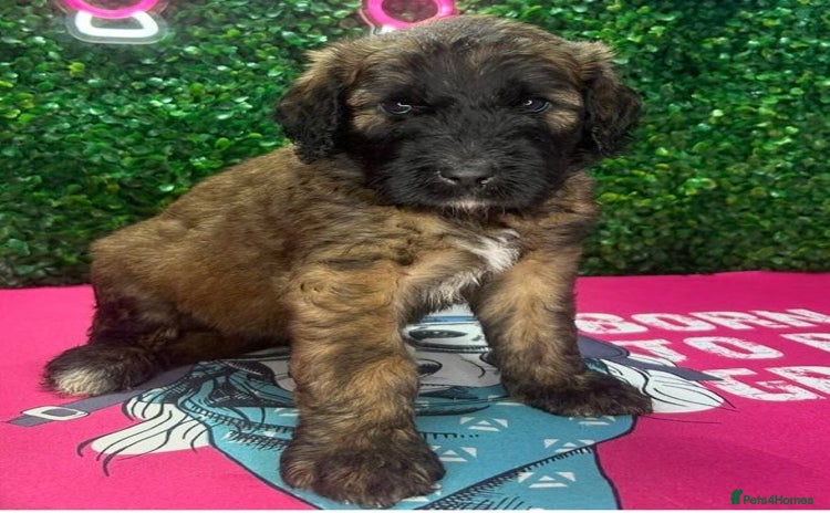 Mixed Breed dogs - Advert 3
