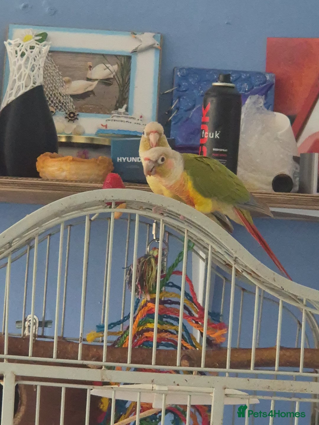 Conures birds for sale: pair of conures for sale - Image 9