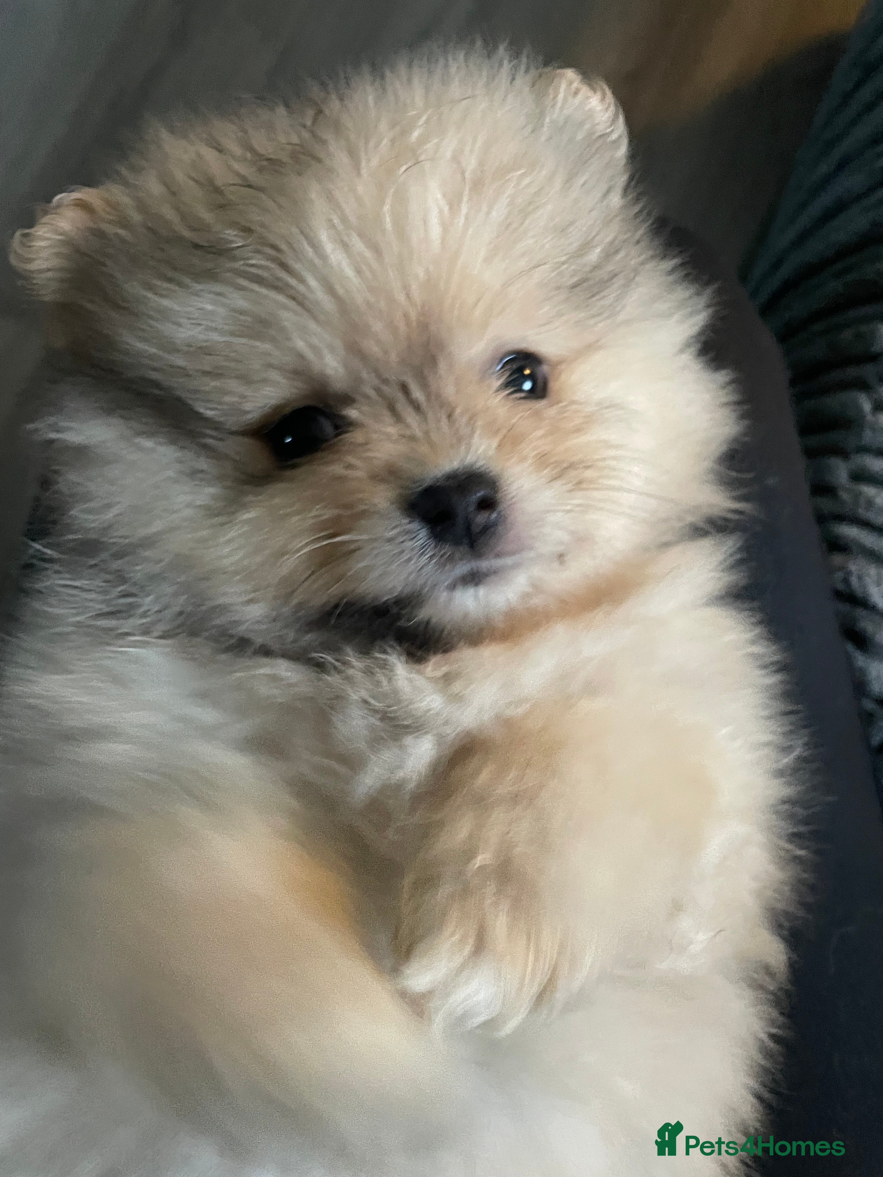 Pomeranian dogs Beautiful short legged teddy bear Pomeranian pups - Advert 3