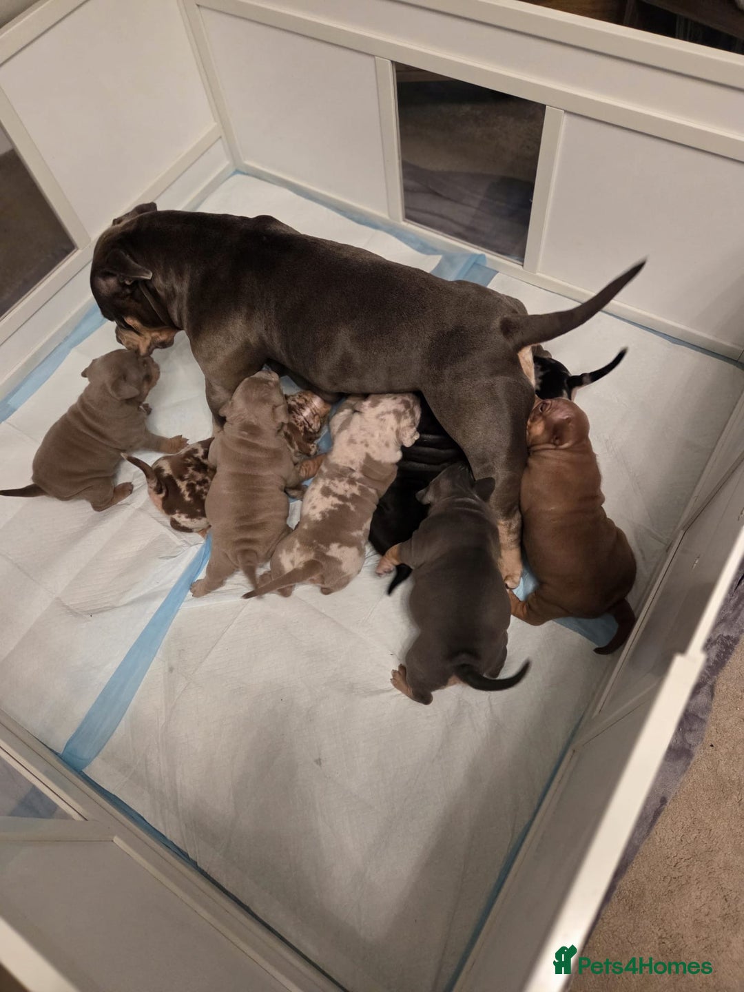 American Bully dogs for sale: Luna x Dynamite puppies🧨🧬 4 girls✅ 4 boys✅ - Advert 4