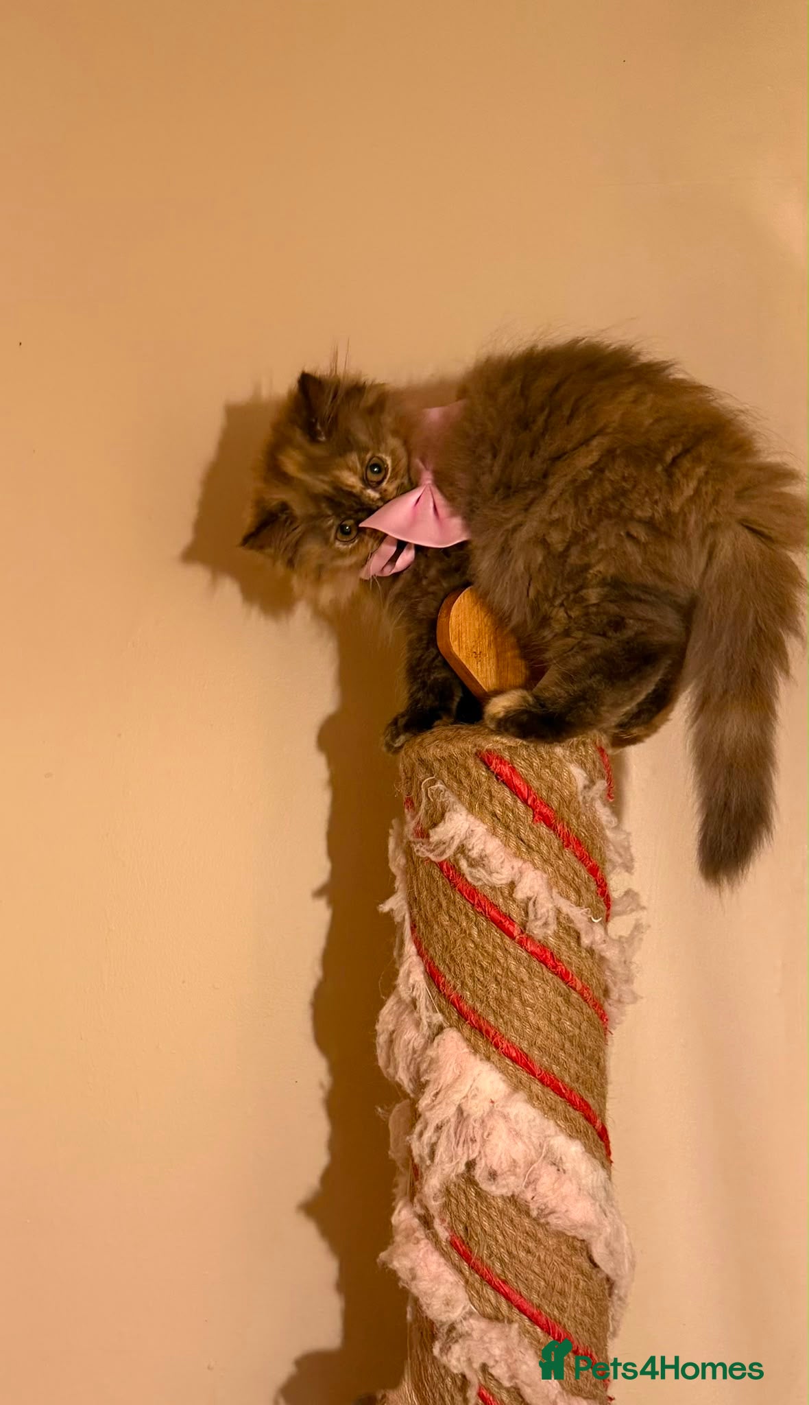 British Longhair cats Enchanting Chocolate British longhair female✨ - Advert 1