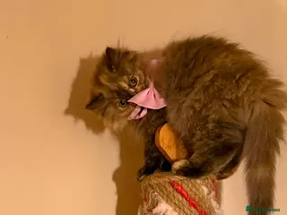 British Longhair cats Enchanting Chocolate British longhair female✨ - Advert 1