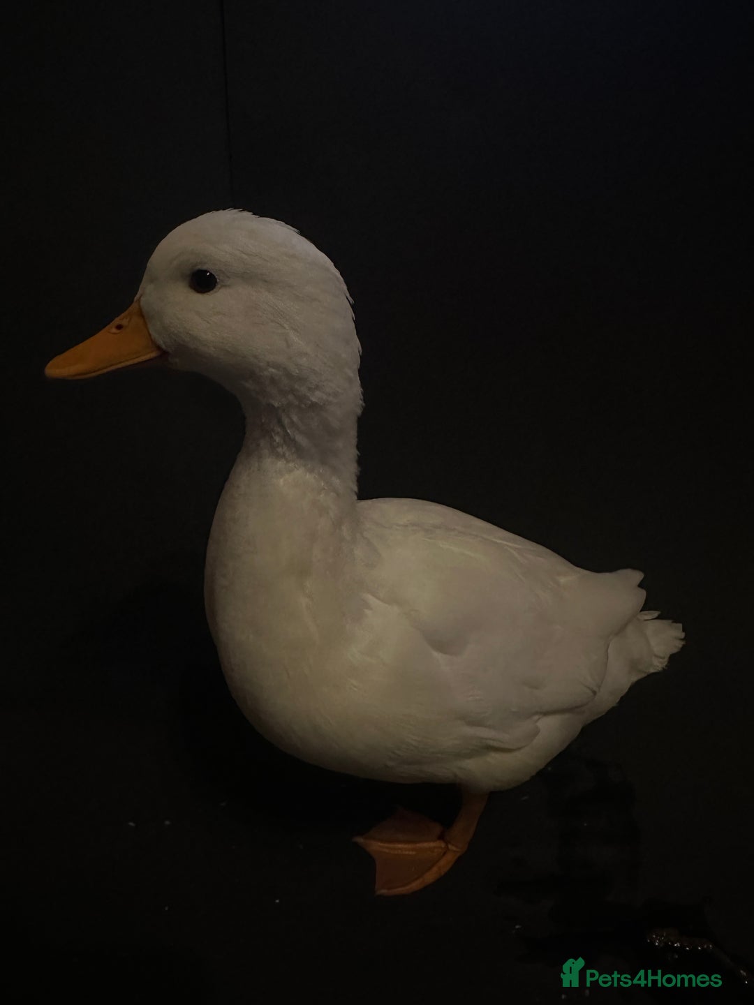 Ducks poultry for sale: Pure white call ducks  - Image 7
