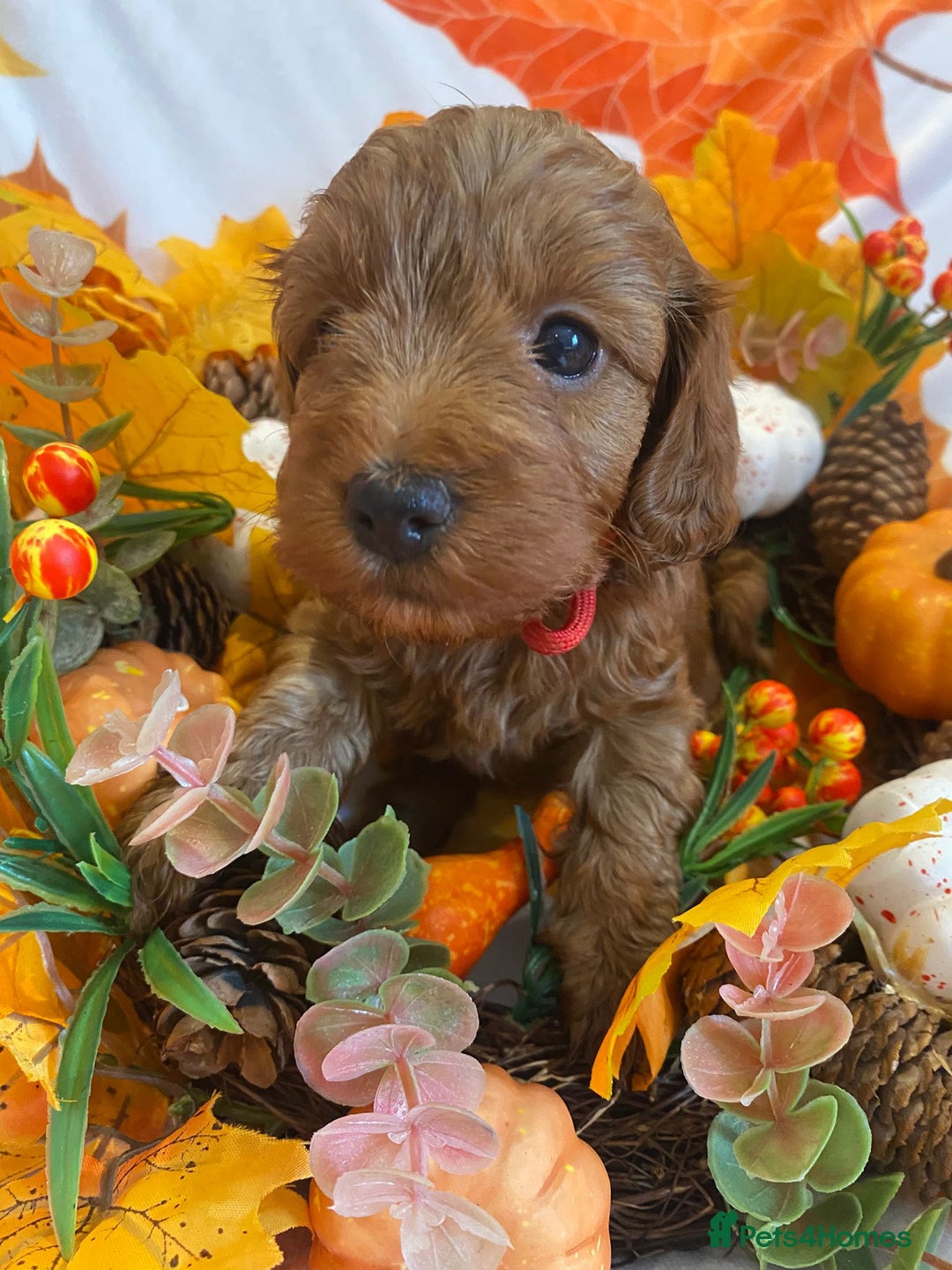 Cockapoo dogs for sale: Golden and Apricot Red F1b Cockerpoos for sale! - Image 17