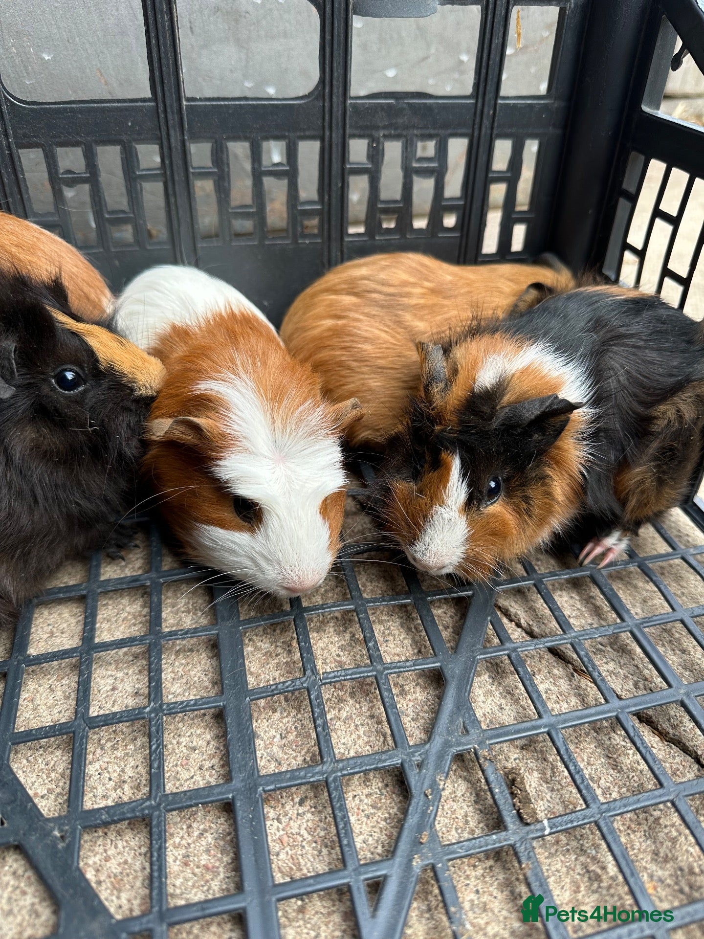 Guinea Pig rodents Beautiful Baby Guinea Pigs Boys 4 Weeks  - Advert 1