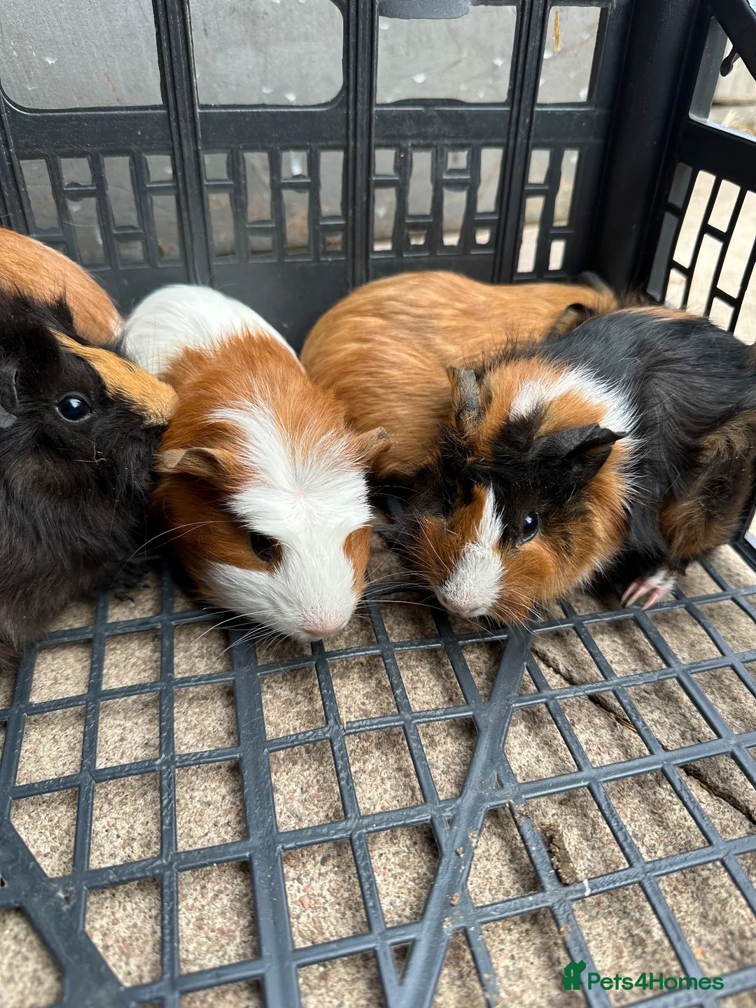 Guinea Pig rodents for sale: Beautiful Baby Guinea Pigs Boys 4 Weeks  - Advert 1