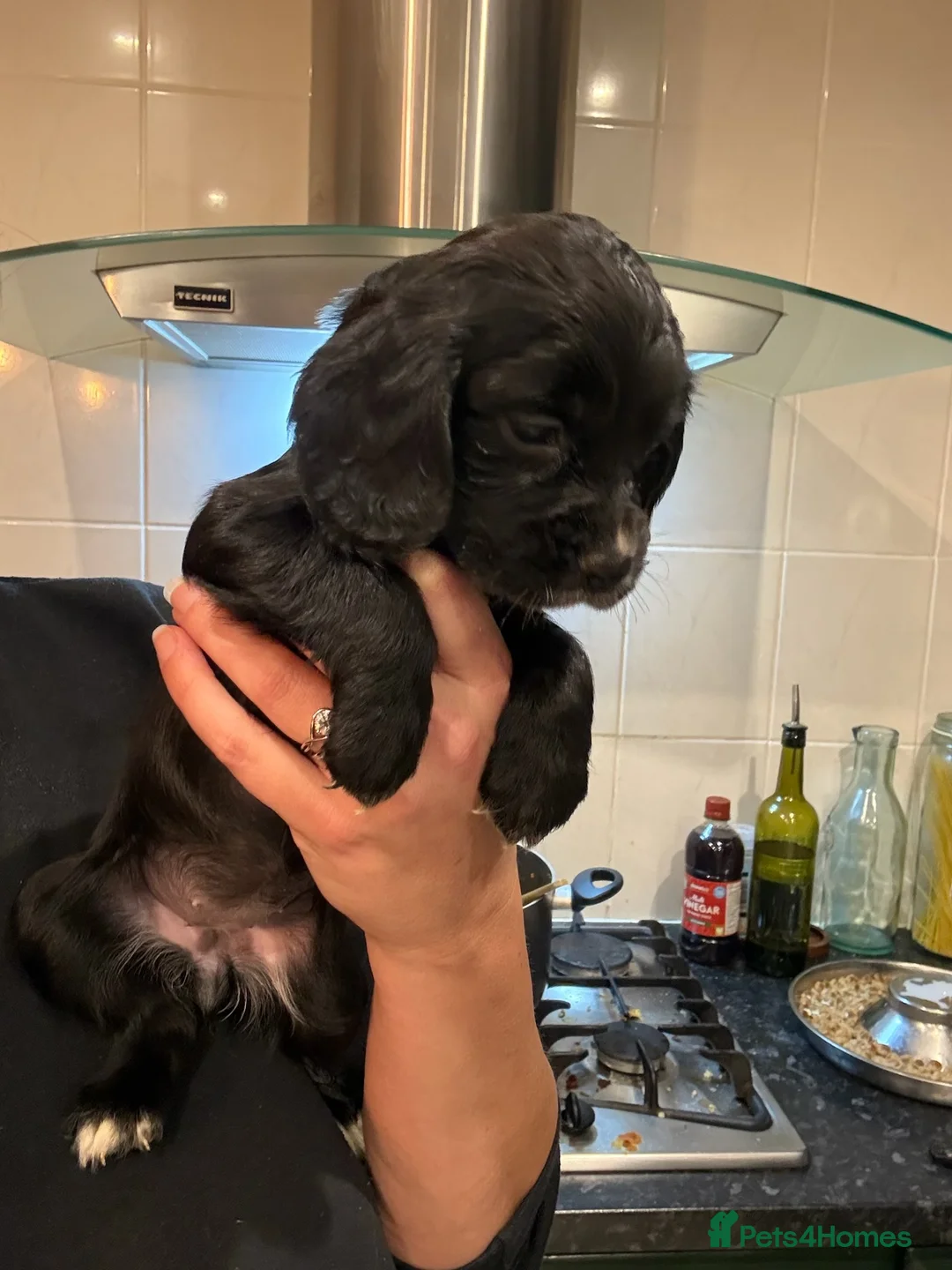 Cocker Spaniel dogs for sale: Working cocker spaniels. Fantastic pedigree  - Advert 2