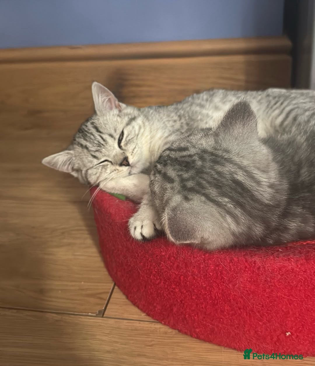 British Shorthair cats *Ready to Leave Thursday* BSH silver Kittens - Advert 2