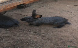 New Zealand rabbits for sale: 11 week old New Zealand Kits ready now - Image 4