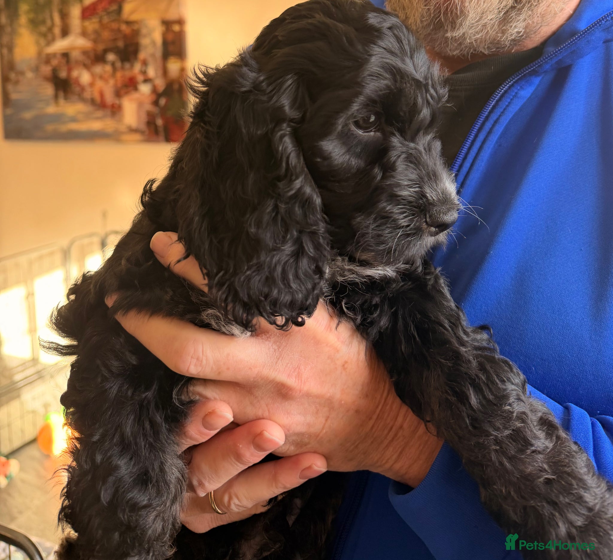 Cockapoo dogs F1 Cockapoo Puppies - Advert 2