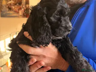 Cockapoo dogs F1 Cockapoo Puppies - Advert 1