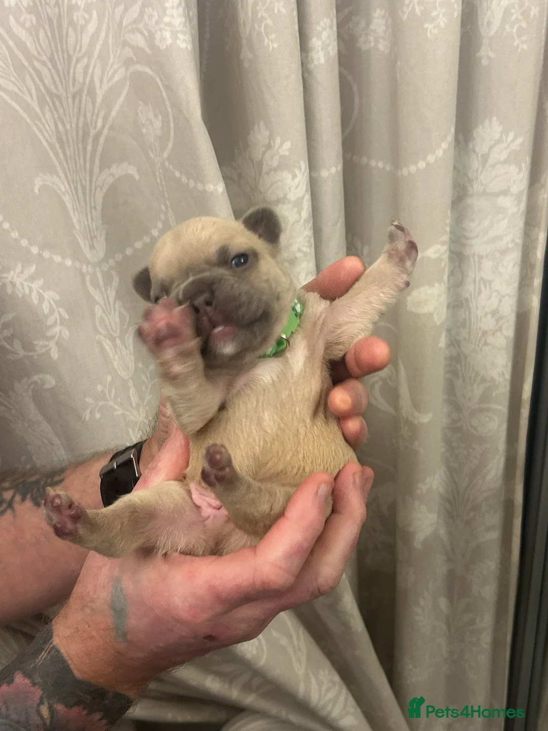 French Bulldog dogs for sale: 9 top quality fluffy carrying french bulldogs  - Advert 18