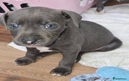 Staffordshire Bull Terrier dogs for sale: Blue/blue&white staffs - Image 2
