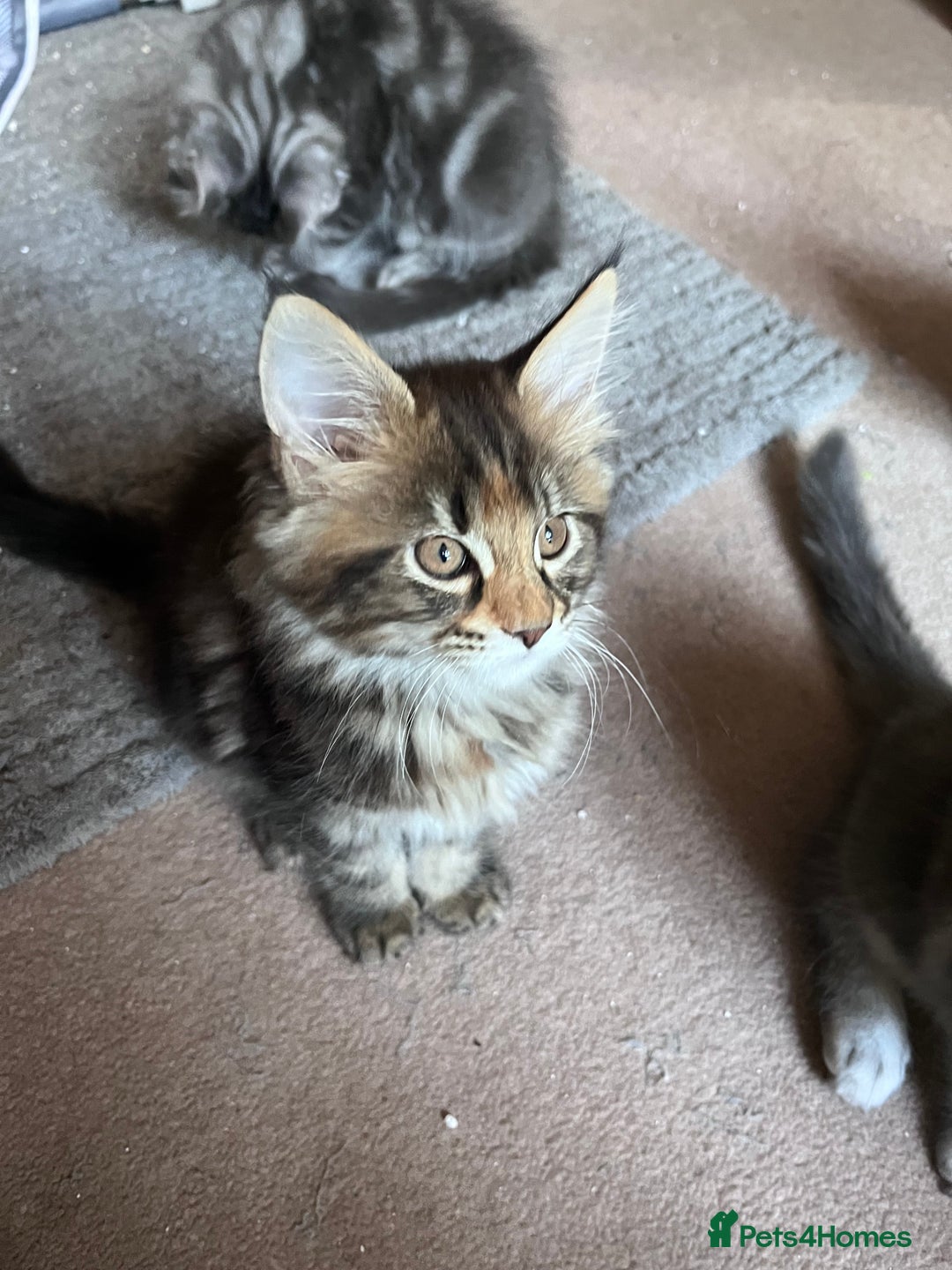 Maine Coon cats for sale: Maine coon x kittens for loving homes  in Canterbury - Image 8