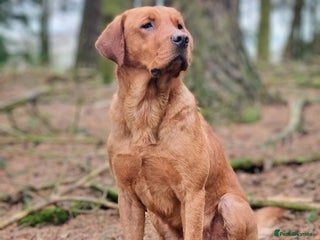 Labrador Retriever dogs Proven KC Fox Red Labrador Retriever - Advert 5