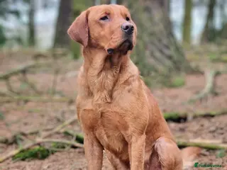 Labrador Retriever dogs Proven KC Fox Red Labrador Retriever - Advert 18