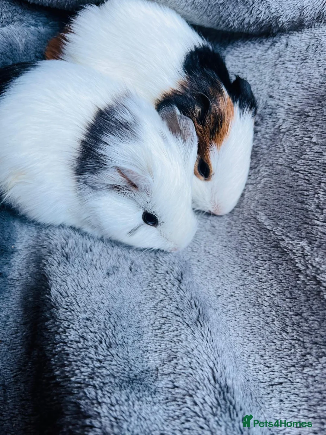 Guinea Pig rodents for sale: 8 wonderful guinea pig very friendly  - Advert 9