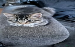 Mixed Breed cats for sale: 4 kittens looking for their forever homes  - Image 1