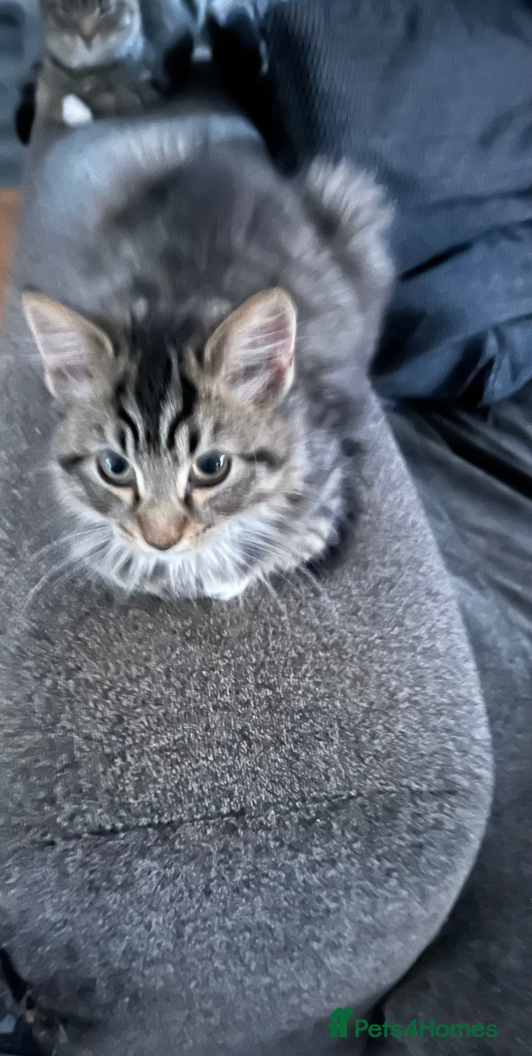Mixed Breed cats for sale: 4 kittens looking for their forever homes  - Image 1