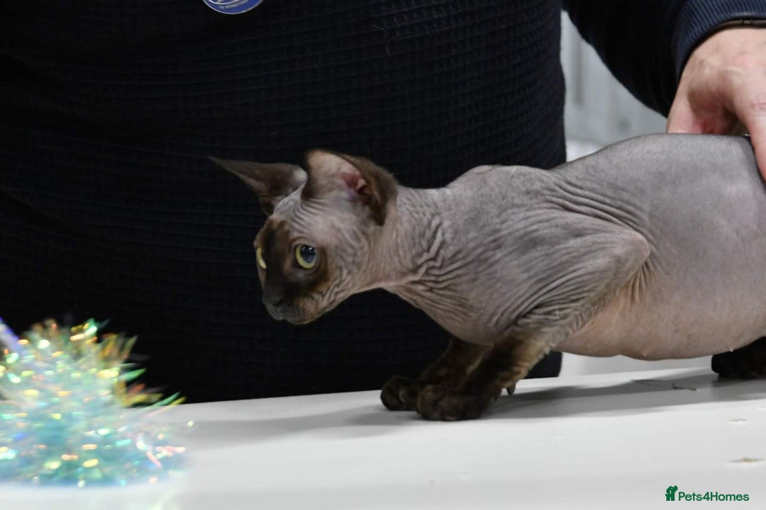 Sphynx cats for sale: Female Sphynx Looking For New Lap to Love - Advert 4