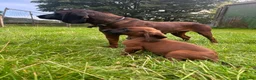 Bavarian Mountain Hound dogs for sale: Bavarian mountain hound pups - Advert 3