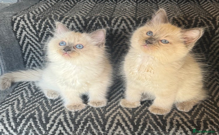 Ragdoll cats - Advert 11