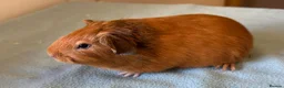 Guinea Pig rodents for sale: 6 week old baby guinea pigs  - Advert 6