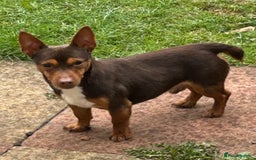 Jack Russell dogs for sale: Dog and bitch jackrussel terriers - Image 4