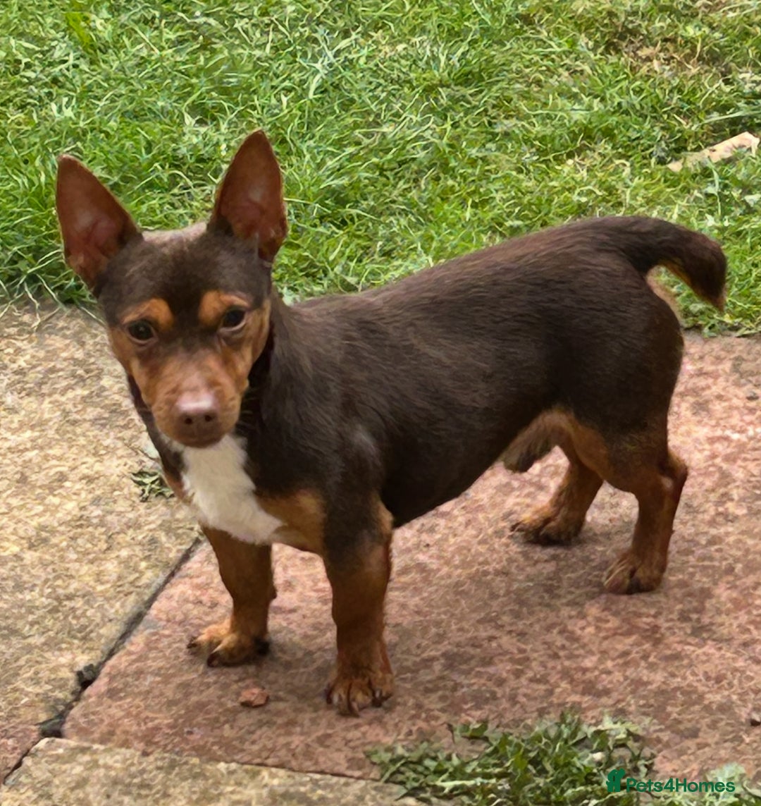 Jack Russell dogs for sale: Dog and bitch jackrussel terriers - Image 4