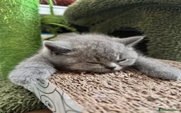 British Shorthair cats for sale: British Shorthair Kitten 1 - PURE Pedigree champion line Bsh kittens - Image 9