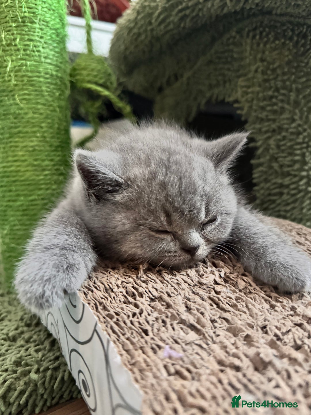 British Shorthair cats for sale: British Shorthair Kitten 1 - PURE Pedigree champion line Bsh kittens - Image 9
