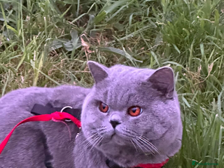 British Shorthair cats in Warrington - Advert 2