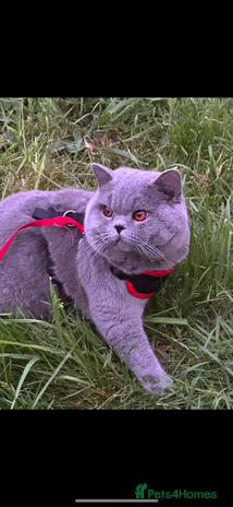 British Shorthair cats BLUE BRITISH SHORTHAIR GRAND CHAMPION FOR STUD in Warrington - Advert 10