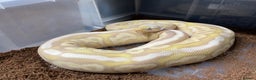 Python Snake reptiles for sale: Royal Python Collection x9 Female x1 male - Advert 6
