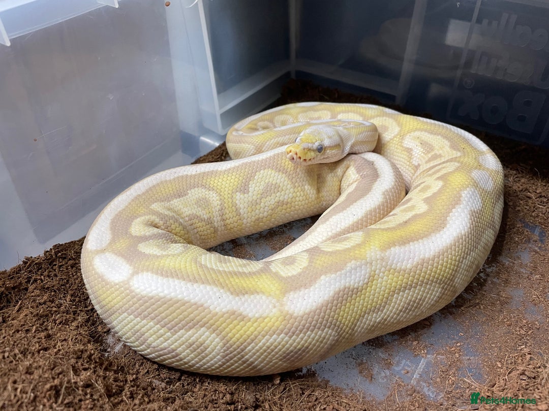 Python Snake reptiles for sale: Royal Python Collection x9 Female x1 male - Advert 6