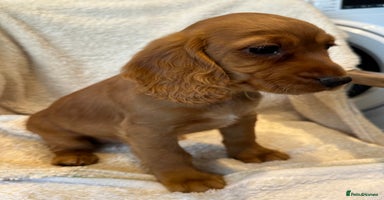 Cocker Spaniel dogs Extensively Health Tested KC Cocker Spaniels  - Advert 2