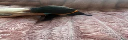 Staffordshire Bull Terrier dogs for sale: Beautiful black litter  in Warrington - Advert 9