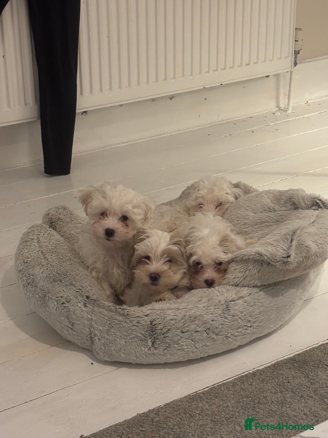 Shihpoo dogs for sale: Beautiful puppies Ready for their forever homes  - Advert 6