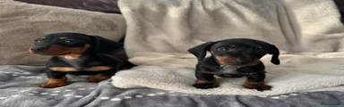 Miniature Dachshund 1