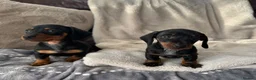 Miniature Dachshund dogs for sale: Miniature Dachshund KC Registered - Advert 9